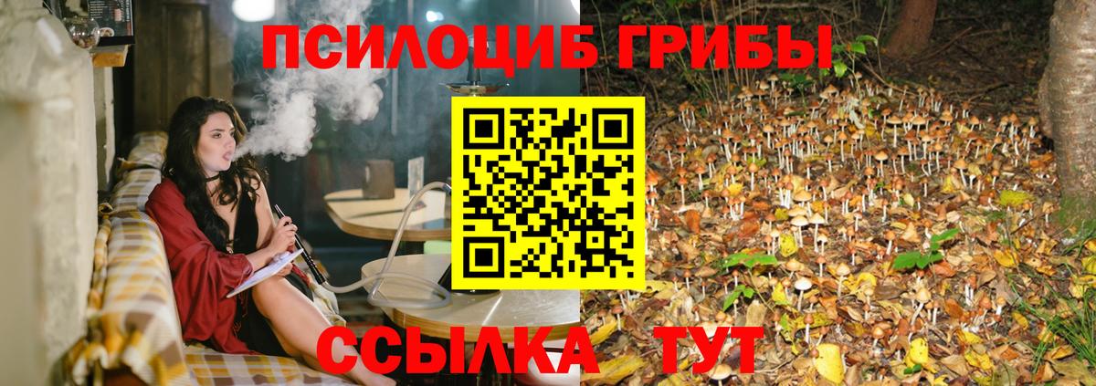Галлюциногенные грибы Psilocybe Волгодонск